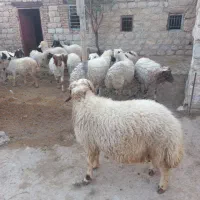 بره نر کشتای جفتی۱۰۰تا۱۱۰