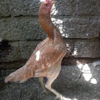 ماده ترک|پرنده|میناب, |دیوار