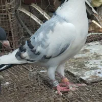 تعدادی پلاکی