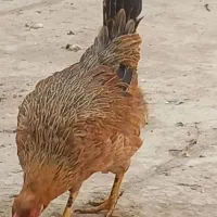 مرغ و خروس۱