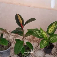 گل دیفن‌ و ویکوس زیر قیمت دونه ای ۴۰۰