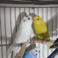 دو جفت مرغ عشق|حراج|ایذه, |دیوار