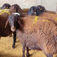 بره ماده و شیشک هترو ( ژندار)|حیوانات مزرعه|جاپلق, |دیوار