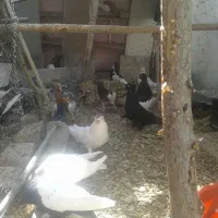 فروش کبوتر|پرنده|مبارکه, |دیوار