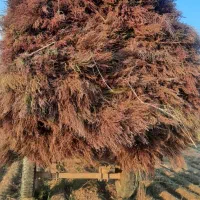 جارو مخصوص معابر شهری و شهرداری ها