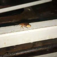 فروش سم سوسک