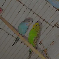 مرغ عشق|پرنده|مرودشت, مسکن مهرگان|دیوار