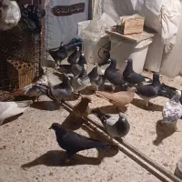 ۱۵ عدد کفتر پرشی تیر