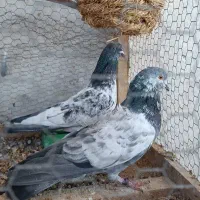 کبوتر عتیقه|پرنده|ایرانشهر, |دیوار