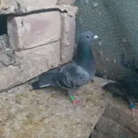 نر مگس مسافتی