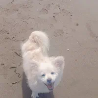 با سلام واگذاری یک عدد پامرین سفید ۳ ماهه۵تومان