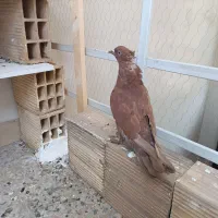 کفتر نر|پرنده|قم, باجک یک|دیوار