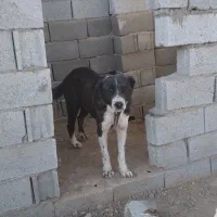 سگ های. نگهبان. واگذاری دهن پاک. به شرط|سگ|جوادآباد, |دیوار