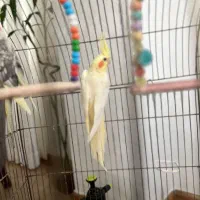 عروس لوتینو مولد|پرنده|محمودآباد, |دیوار