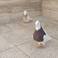 کفتر|پرنده|جهرم, |دیوار