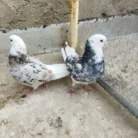 شازده فروشی