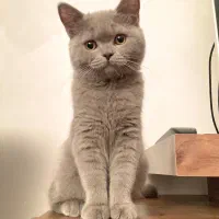 گربه بریتیش رنگ لیلاک