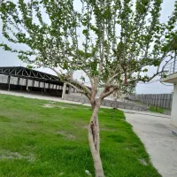 هرس و سمپاشی درخت