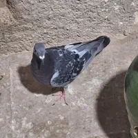 گرفتنی ۷تا|پرنده|قم, نوبهار|دیوار