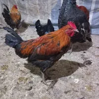 خروس رسمی|حیوانات مزرعه|صالح آباد, |دیوار