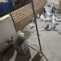 پرنده|پرنده|اصفهان, شیخ اشراق|دیوار