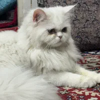 گربه ماده پرشین اصیل