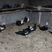 اردک اسرائیلی|حیوانات مزرعه|قم, نخودی|دیوار