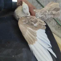 کفتر و گنجه فروشی|پرنده|شیراز, شاهچراغ|دیوار