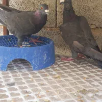 فروش کبوتر طوقی نر سبز نر|پرنده|شیراز, آزادگان|دیوار