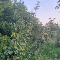 دوقباره باغ۱۴۵۰و۱۱۰۰متر مربع فروشی ومعاوضه و تهاتر|فروش خانه و ویلا|اصفهان, باغ زیار|دیوار