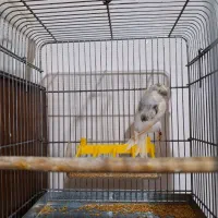 گلستر اورجینال|پرنده|اندیشه, شهرک صدف|دیوار