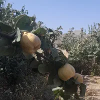 فروش باغ در کوهبنان