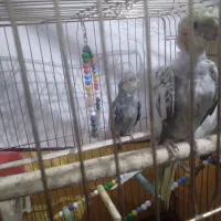 ۱جفت عردس هلندی|پرنده|اسدآباد, |دیوار