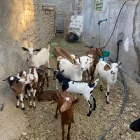 بز کهره با بز کهری