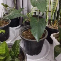 گل آپارتمانی