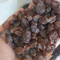 مویز کشمش شیره|عمده‌فروشی|شیراز, شهرک فرزانگان|دیوار