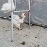 خروس برهما اصل|حیوانات مزرعه|شهریار, شهرک وائین|دیوار