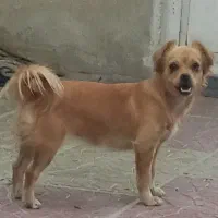 گمشده وائین