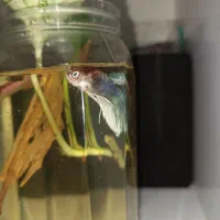 ماهی فایتر نر|ماهی|مشهد, شهرک بهارستان|دیوار