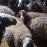 ۲۲ عدد گوسفند