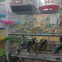 خانه پرندگان لاهیجان میدان جمهوری بلوار توحید