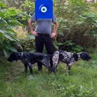 سگ نر شکاری آلمانی اصیل|خدمات پیشه و مهارت|گوراب زرمیخ, |دیوار