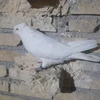 سفید اراکی درجه ۱ کله پفکی کشیده نرمست۱۵۰۰