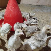 جوجه بوقلمون محلی قرمز یک ماهه