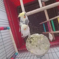 یه جفت عروس هلندی مولد