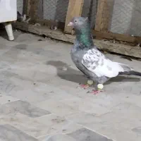 ماده سینه سرور ۶دونگ