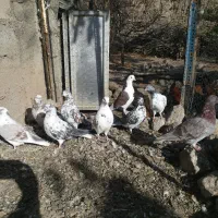 کبوتر تهرانی