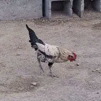 دوخروس خوب|حیوانات مزرعه|کهنوج, |دیوار