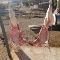 گوشت بره و‌ گوساله محلی و بزغاله