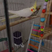 عروس هلندی دستی|پرنده|قرچک, مهدیه|دیوار